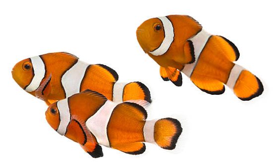 clownfish