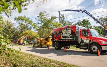 Tree pruning